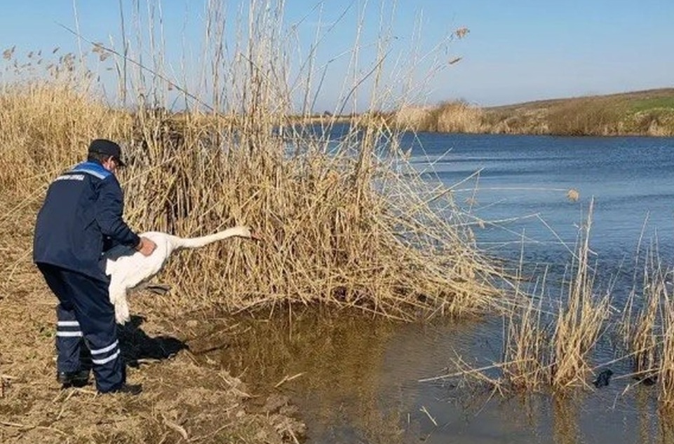 Саратовские ветеринары спустя полгода выпустили на волю лебедя, спасённого после удара током